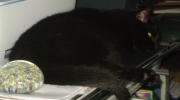 Katze auf dem Schreibtisch - An beiden Backen hat die Katze Tasthaare die auch Schnurrhaare genannt werden - Felis catus Mobildienst Stieglecker Wien Österreich
