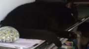Cat on the desk - The cat has whiskers on both cheeks - Felis catus Mobile service Stieglecker Vienna Austria