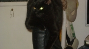 Kätzin schwarz - Katzen haben an den Vorderpfoten je fünf Krallen und an den hinteren Pfoten je vier Krallen - mobiler Katzen Vorortsitter Stieglecker Wien Österreich