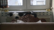Heizkörper Katze - Nicht ohne Grund wurden im Alten Ägypten Katzen als heilig verehrt, verkörpern sie Anmut und Unabhängigkeit doch so vollkommen - Katzen Betreuung Unterstützung Hilfe Stieglecker Tier Tagesbetreuung Wien Österreich