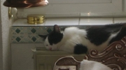 Katze schläft - Im Bewegungsablauf haben die Vorderbeine unsere Katzen nur stützende Funktion, während mit den Hinterläufen der Schub ausgeübt wird - Mobiler Tiersitter Stieglecker Vor Ort Katzenbetreuung Wien Österreich