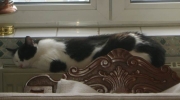 The cat sleeps - the front legs of our cats only have a supporting function in the course of movement, while the rear legs provide the push - mobile pet sitter Stieglecker on-site cat care Vienna Austria