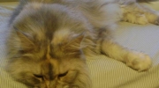 Maine Coon Katze - Katzen putzen sich häufig indem sie ihr Fell lecken. So verlieren sie überschüssige Haare - Wohnungssitter für Hauskatzen Stieglecker vor Ort Tierbetreuung Wien Österreich