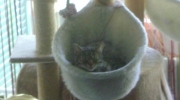 Basket cat - cat sleeping place - mobile on site cat sitter Stieglecker pet care Vienna Austria