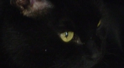 gelbe Katzen Augen - Die Männchen, auch Kater genannt, sind meist etwas größer als die Weibchen und besitzen einen dickeren Kopf - Katzen Vorort Sitter Stieglecker mobiler Haustierdienst Wien Österreich