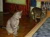 Tiger Hauskatzen Lucy und Gismo - Wohnungstiere betreut in Wien
