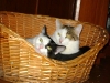 Kater Neo und Kätzin Leila - Catsitting Indoor Service