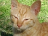 Katzenjunges Sandy beim Sonnenbaden - Freigänger Hauskatzen Betreuung Wien
