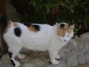Trächtige Hauskatze Abydos - Zuverlässige Katzenbetreuung Wien