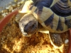 Griechische Landschildkröte (Testudo hermanni) -