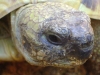 Testudo hermanni - Die Griechische Landschildkröte gehört zu den mediterranen Landschildkrötenarten (Gattung Testudo).