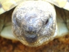 Testudo hermanni - Sie stellt die am meisten gehaltene Landschildkröte dar.
