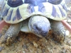 Testudo hermanni - Der Rückenpanzer der Griechischen Landschildkröte ist oval und hochgewölbt.