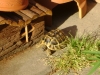 Schildkröten Behausung - Wie alle Tiere dieser Klasse sind Schildkröten sensible Wildtiere, die in Gefangenschaft nur schwer zu halten sind.