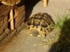 Schildkrötenbehausung - Schildkröten benötigen viel Platz, da sie gerne auf Wanderschaft gehen.