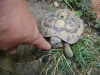 Schildkröten - Im direkten Vergleich zwischen geschlechtsreifen Männchen und Weibchen stellt man fest, dass sich die Ausscheidungsöffnung in der Schwanzwurzel des Weibchens, die Kloake, näher am Panzerrand befindet, die des Männchens dagegen eher zum Schwanzende hin liegt.