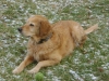 Gemütlicher Hund - Golden Retriever - Gefühlvolle Hundebetreuung Stieglecker Wien Österreich