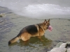 Outdoor Dogs Pleasure - Shepherd Dog in the Water - Outdoor Dogs Supervisor Stieglecker Vienna Austria