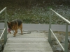 Hund traut sich - Schäferhund traut sich - Hunde Sitter Hilfe Stieglecker Wien Österreich