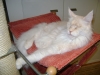 Chilling Cat - Chilling Maine Coon Cat - Professional Animal Care Stieglecker Wien Austria