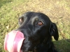 Special Labrador Pictures - Labrador Retriever Tongue - Dog Walker Services Vienna Austria