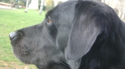 Hund schaut - Labrador Retriever schaut - Hundebilder Stieglecker Betreuungsfirma für Kleintiere Wien Österreich