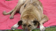 Dog lying down - herd protection dog lying down - commercial animal sitter Stieglecker small animal care aid Vienna Austria