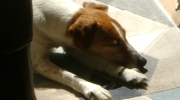 Hund im Schlaf - Terrier schläft - Hunde Indoor Sitterdienst Stieglecker Haustierbetreuung Wien Österreich