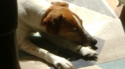 Jack Russell Terrier  - Rassehund - Tier Urlaubsservice Stieglecker Vor Ort mobil Wien Österreich