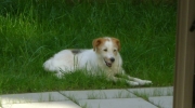 Parson Russell Terrier - Hunderasse - Tier Tagesservice Stieglecker outdoor vorort mobil Wien Österreich
