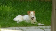 Parson Russell Terrier - dog breed - animal daily service Stieglecker outdoor suburb mobile Vienna Austria