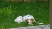 Haushund Terrier - Rasse Parson Russell - Kleintierbetreuung Wien Stieglecker Österreich