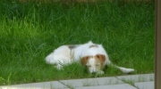 Dog in the grass - Terrier in the grass - outdoor animal care Stieglecker Dogs Service Vienna Austria