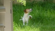 Haushund im Gras - Jack Russell Terrier im Gras - Hundeausführer Stieglecker Haustierbetreuung Wien Österreich