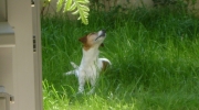 Domestic dog in the grass - Jack Russell Terrier in the grass - dog walker Stieglecker pet care Vienna Austria