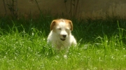 Canide Terrier - Parson Russell - Firma Stieglecker Kleintierbetreuung Wien Outdoor Service Österreich