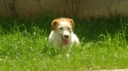 Canide Terrier - Parson Russell - Stieglecker Small Animal Care Vienna Outdoor Service Austria