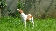 Hund Bild - Jack Russell Terrier Bild - Tier Bilder Stieglecker Tiersitter Wien Österreich