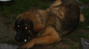Familienhund Leonberger - Er ist das Wappentier seiner Heimatstadt - Hunde Sitter Stieglecker Hundesitter mit Hundeführschein Wien Österreich