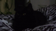schwarze Katze - Der Wunsch eines Kindes nach eine Katze sollte nicht maßgeblich sein, ob Sie sich eine Katze anschaffen - Katzensitting Stieglecker Haustier Betreuungshilfe Wien Österreich