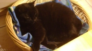 Domestic cat black - With the purchase of a cat you take full responsibility for a living being and that for several years - cats can finally live to be around 20 years old - On-site cat sitter Stieglecker commercial animal care Vienna Austria