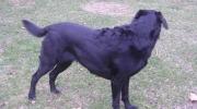 Canidae Labrador - Namensgebend für die Rasse ist die Labrador Halbinsel - Haushunde Betreuungsdienst Stieglecker Tierdienste Wien Österreich