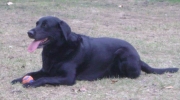 Apportierhund - Labrador Retriever - Der Labrador ist ein aktiver und arbeitsfreudiger Hund.