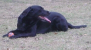 Retriever - Labrador Retriever - The Labrador is an active and hard-working dog.