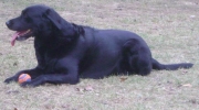 Stöberhund - schwarzer Labrador - Er liebt Menschen, besonders Kinder.