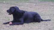 Browsing Dog - Black Labrador - He loves people, especially children.