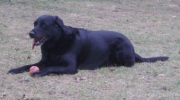 Wasserhund - Retriever Labrador - Ein   vorzüglicher   Wasserhund,   dessen   Veranlagung   durch   sein wasserabweisendes  Haar  und  seine  einzigartige  Rute,  welche  von otterähnlicher Form ist, betont wird.