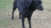 Domestic dog Labrador Retriever - The Labrador Retriever needs a lot of exercise and restriction of the amount of food, as Labradors are easily overweight.