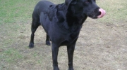 Labrador - Reriever - Der Labrador zählt mit einer maximalen Schulterhöhe von 57 Zentimetern zu den mittelgroßen Hunderassen.