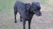 schwarzer Haushund - schwarzer Labrador Retriever - Hunde outdoor Einzelservice Stieglecker Tierdienst Wien Österreich